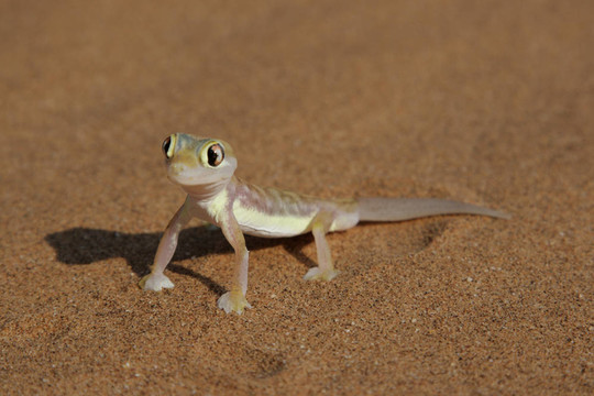 Palmatogecko（Pachydactylus rangei）；也稱為蹼足壁虎；夜行壁虎納米布
