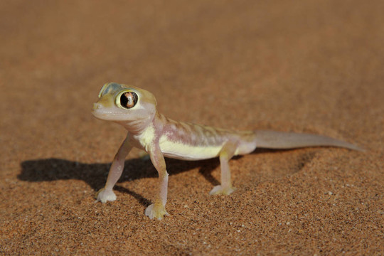 Palmatogecko（Pachydactylus rangei）；也稱為蹼足壁虎；夜行壁虎納米布