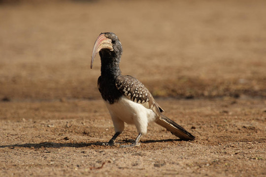 Monteiro s Hornbill（紅嘴monteiri）坐在地上