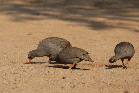 三紅嘴鷓鴣（Pternistes adspersus）在納米比亞
