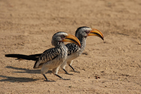 兩黃嘴犀鳥（Tockus leucomelas）坐在地上