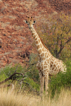 Giraffe（長頸鹿）在達(dá)馬拉蘭北部的納米比亞。