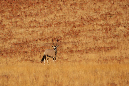 大羚羊（Oryx gazella）在納米比亞北部