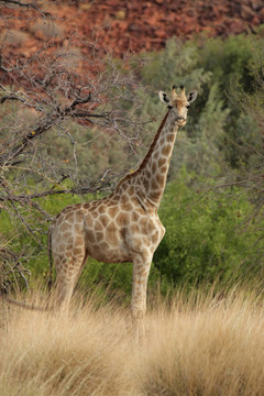 Giraffe（長頸鹿）在納米比亞北部。