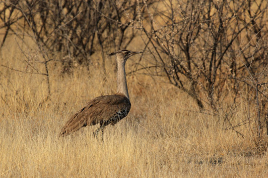 Kori Bustard（Ardeotis kori）在埃托沙國(guó)家公園；納米比亞