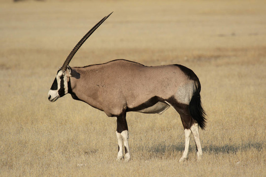 大羚羊（Oryx gazella）在埃托沙國(guó)家公園；納米比亞
