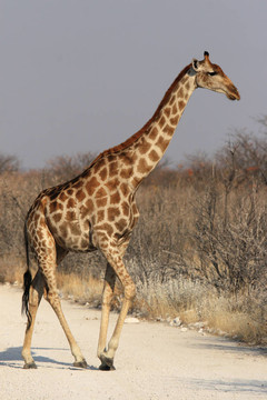 Giraffe（長頸鹿）在埃托沙國家公園；納米比亞