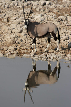 大羚羊（Oryx gazella）在埃托沙國(guó)家公園一處；納米比亞