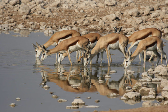 羚（Antidorcas marsupialis）在埃托沙國家公園watehole；納米比亞