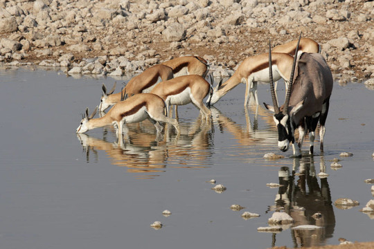 羚（Antidorcas marsupialis）和大羚羊（Oryx gazella）在埃托沙國(guó)家公