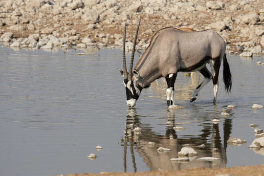 大羚羊（Oryx gazella）在埃托沙國(guó)家公園的水坑飲水；納米比亞