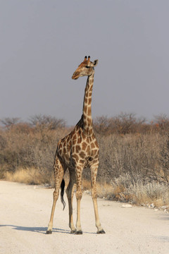 Giraffe（長頸鹿）在埃托沙國家公園；納米比亞