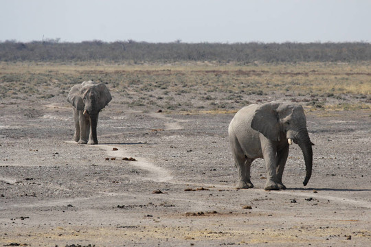 大象（Loxodonta AFRICANA）在埃托沙國家公園；納米比亞
