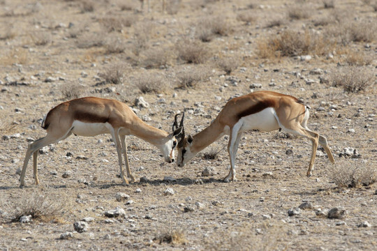 戰(zhàn)斗羚（Antidorcas marsupialis）在埃托沙國(guó)家公園；納米比亞