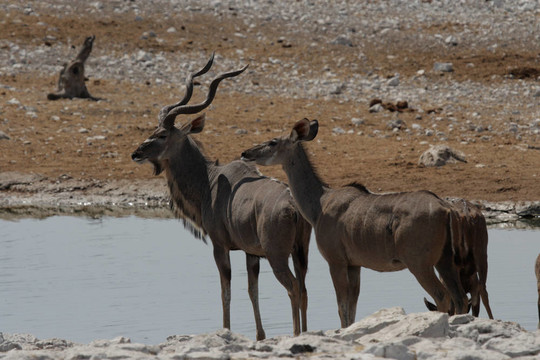 更大的圣靈（Tragelaphus strepsiceros）在埃托沙國家公園；納米比亞