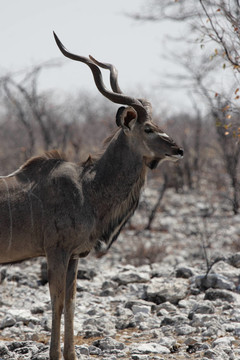 Greater Kudu（Tragelaphus strepsiceros）在埃托沙國(guó)家公園；納米比