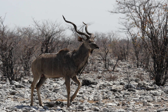 Greater Kudu（Tragelaphus strepsiceros）在埃托沙國(guó)家公園；納米比