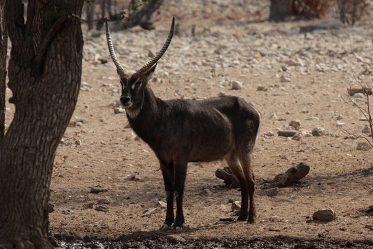 水羚（水羚）在納米比亞埃托沙；