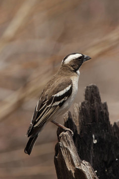 白眉雀韋弗（Plocepasser mahali）在埃托沙國家公園；納米比亞