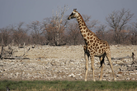 Giraffe（長頸鹿）在埃托沙國家公園的一處；納米比亞