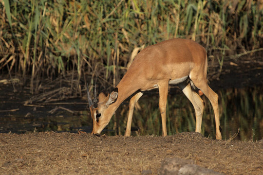 黑面黑斑羚（Aepyceros melampus petersi）在埃托沙國(guó)家公園；納米比亞