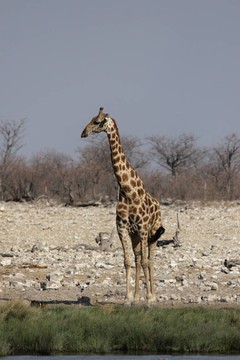 Giraffe（長頸鹿）在埃托沙國家公園的一處；納米比亞