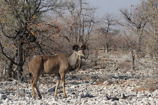 Greater Kudu（Tragelaphus strepsiceros）在埃托沙國(guó)家公園；納米比