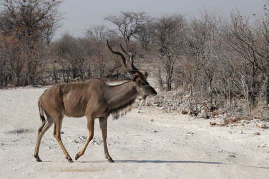 Greater Kudu（Tragelaphus strepsiceros）在埃托沙國(guó)家公園；納米比