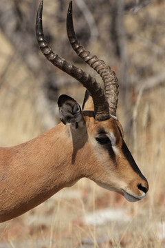 黑面黑斑羚（Aepyceros melampus petersi）在埃托沙國(guó)家公園；納米比亞