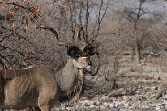 Greater Kudu（Tragelaphus strepsiceros）在埃托沙國(guó)家公園；納米比