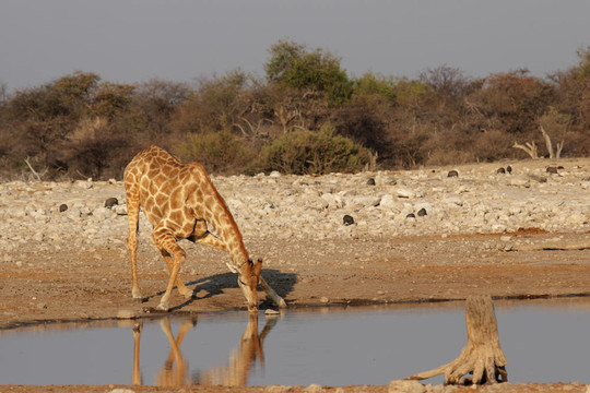 饮水的长颈鹿在埃托沙国家公园水坑；纳米比亚