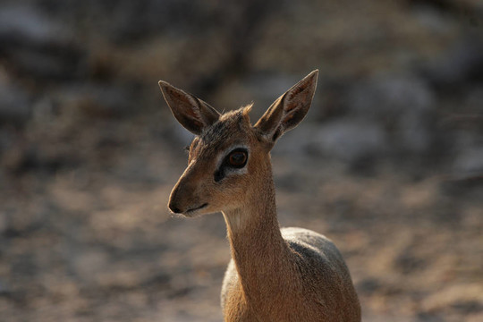 Damara Dikdik（Madoqua damarensis）；有世界最小的羚羊。在埃托沙國家公