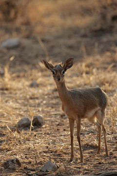 Damara Dikdik（Madoqua damarensis）；有世界最小的羚羊。在埃托沙國家公