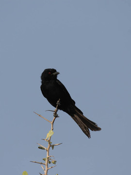 叉尾Drongo（Dicrurus adsimilis）在埃托沙國家公園；納米比亞