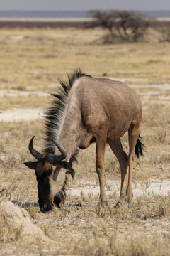藍(lán)牛羚（Connochaetes taurinus）在埃托沙國家公園；納米比亞
