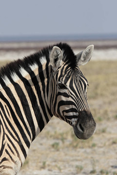 靠近一個(gè)平原斑馬（Equus quagga）在埃托沙國(guó)家公園；納米比亞