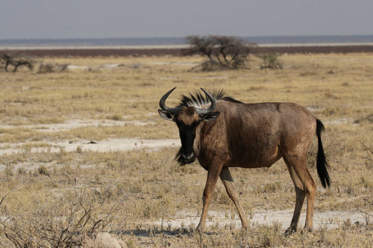 藍(lán)牛羚（Connochaetes taurinus）在埃托沙國家公園；納米比亞