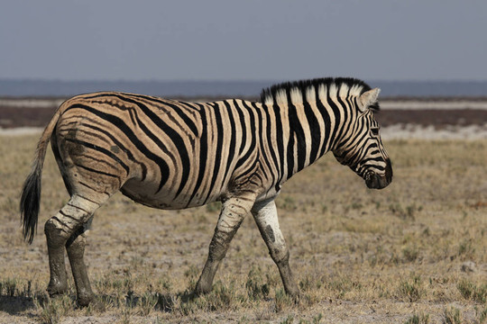 平原斑馬（Equus quagga）在埃托沙國家公園；納米比亞