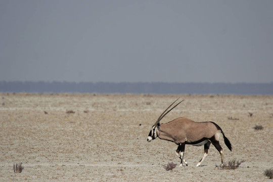 大羚羊（Oryx gazella）在炎熱的中午在埃托沙國(guó)家公園；納米比亞