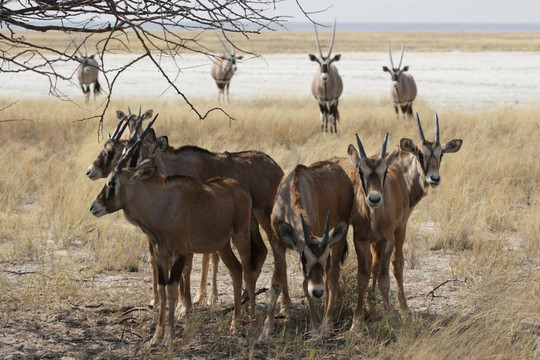一群年輕的大羚羊（Oryx gazella）是在埃托沙國(guó)家公園的一棵樹的影子；納米比亞