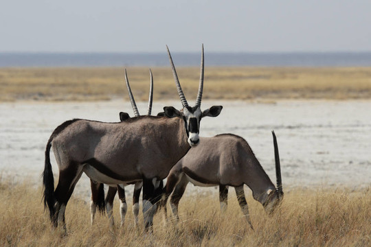 一群長(zhǎng)角羚（Oryx gazella）在炎熱的中午在埃托沙國(guó)家公園；納米比亞
