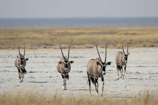一群長(zhǎng)角羚（Oryx gazella）在炎熱的中午在埃托沙國(guó)家公園；納米比亞