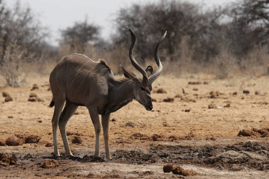 靠近一個(gè)捻角羚牛（Tragelaphus strepsiceros）在埃托沙國(guó)家公園；納米比亞