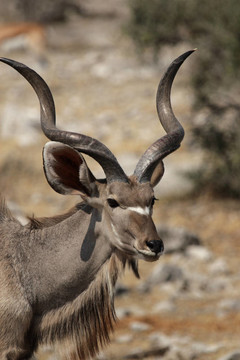 靠近一個捻角羚牛（Tragelaphus strepsiceros）在埃托沙國家公園；納米比亞