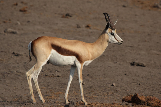 羚（Antidorcas marsupialis）在埃托沙國家公園；納米比亞