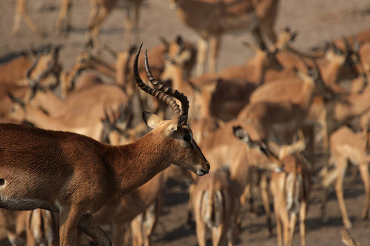 黑面黑斑羚（Aepyceros melampus petersi）在埃托沙國(guó)家公園；納米比亞
