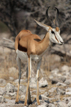羚（Antidorcas marsupialis）在埃托沙國家公園；納米比亞