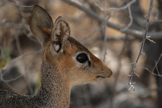 Damara Dik Dik（Madoqua damarensis）在埃托沙國(guó)家公園；納米比亞