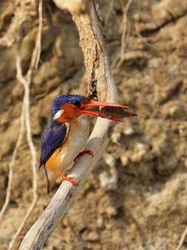 孔雀石翠鳥（Alcedo cristata）吃魚；奧卡萬戈三角洲；博茨瓦納。