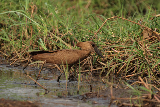 在奧卡萬戈三角洲Hammerkop；博茨瓦納。